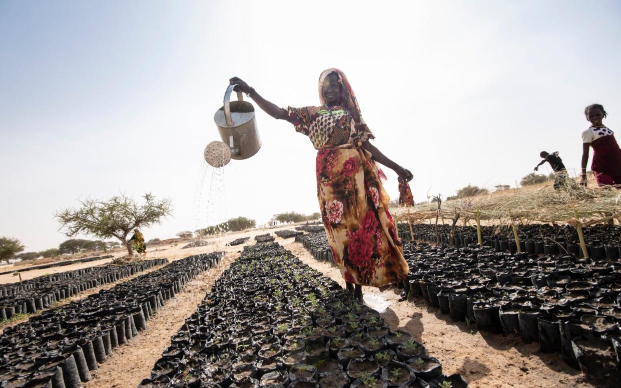 Villagers irrigate seedlings on the dried lake bed of Lake Chad