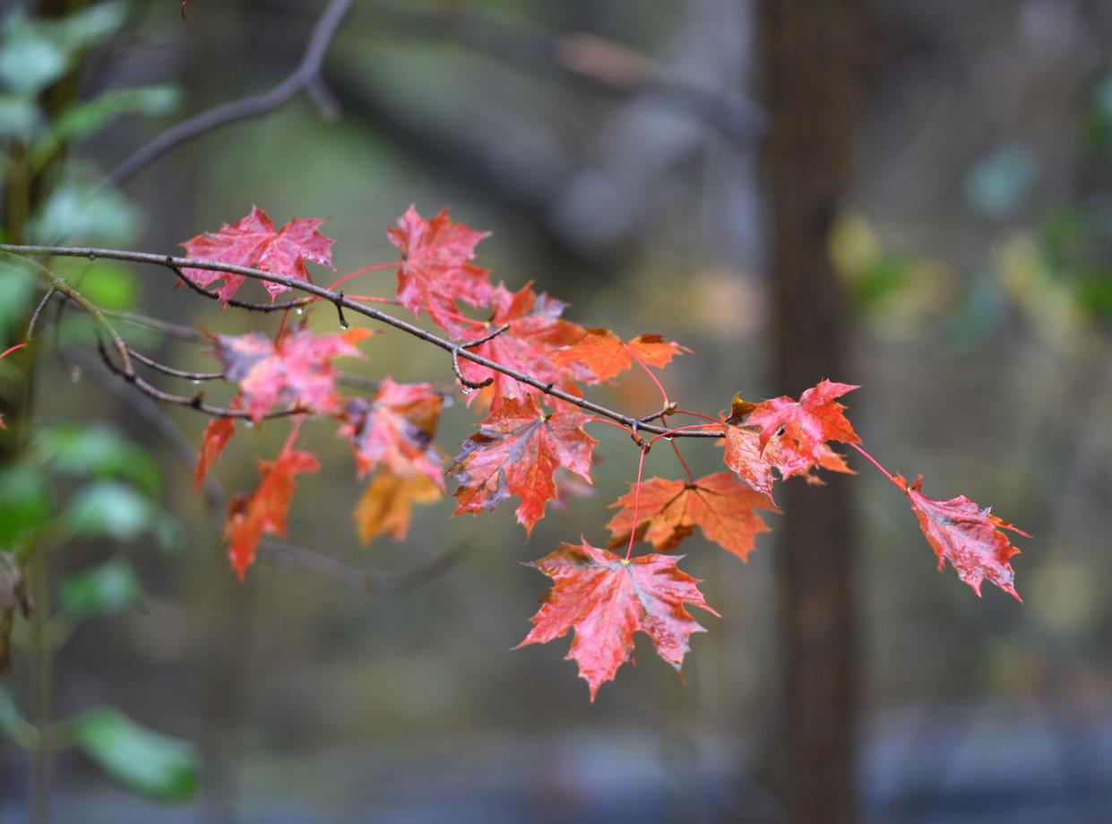 Some deep red maple tree leaves on Oct. 29, 2021.