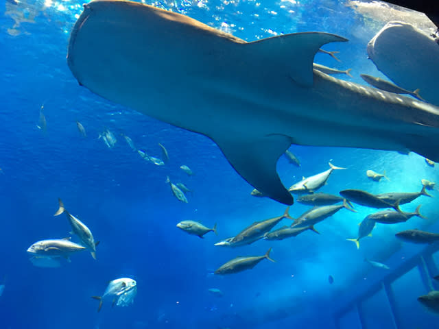 【唔識渣車都無問題】沖繩免費睇海豚表演＋必去水族館