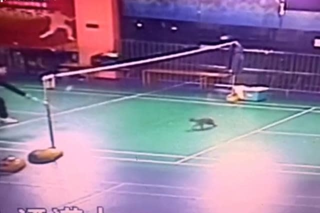 Watch this pet cat's incredible badminton shot while playing with owner