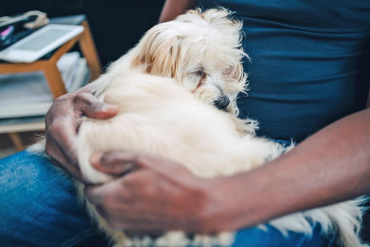 white dog with tear stains lying in owner's lap