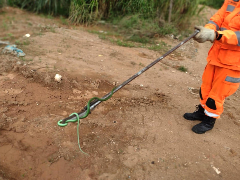 Firefighters release the snake after rescuing it from the family's living room. Source: Newsflash/Australscope