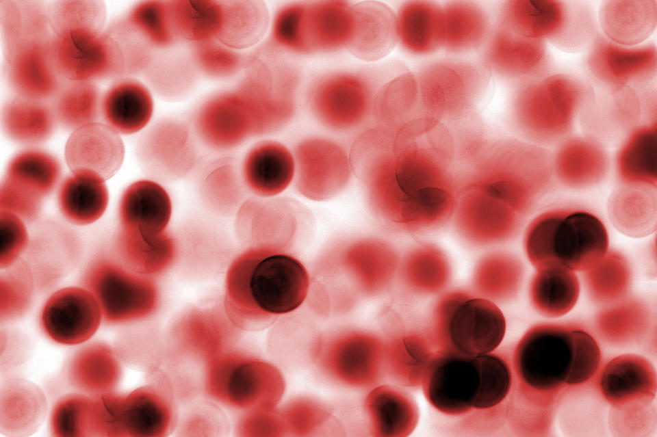 <font size="5"> A red blood cell can make a complete circuit of your body in 20 seconds. </font>