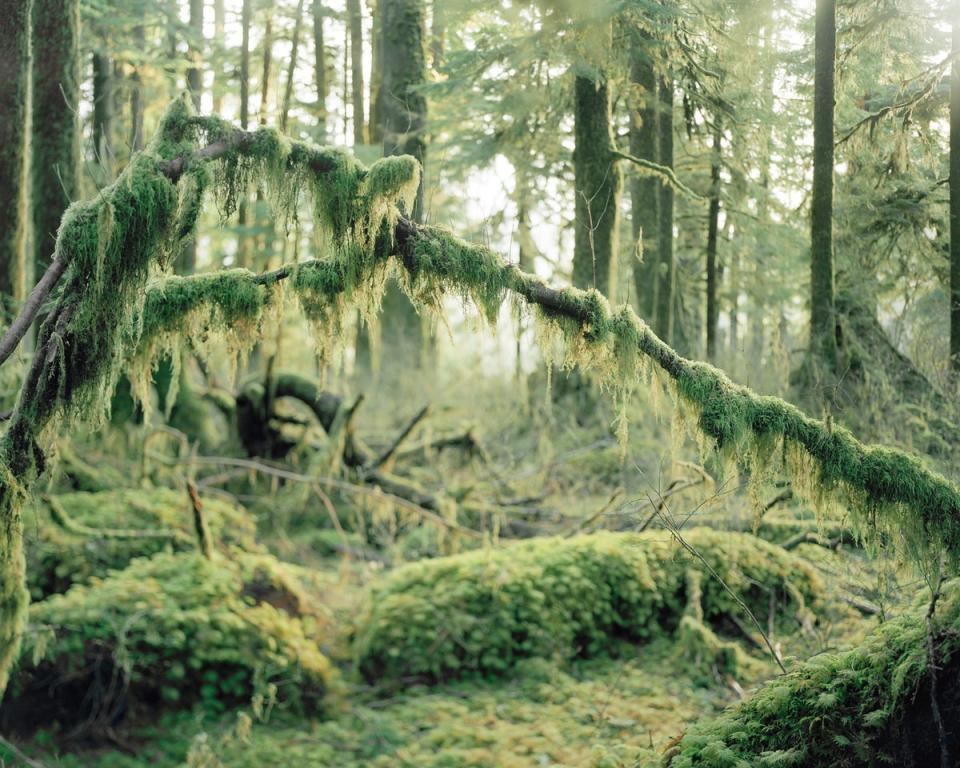 Hoh Rainforest in Washington state, US (Anna Beeke)