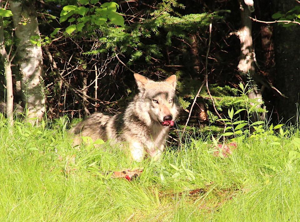 A gray wolf pauses while eating and dragging a deer carcass into a forest near Laona.