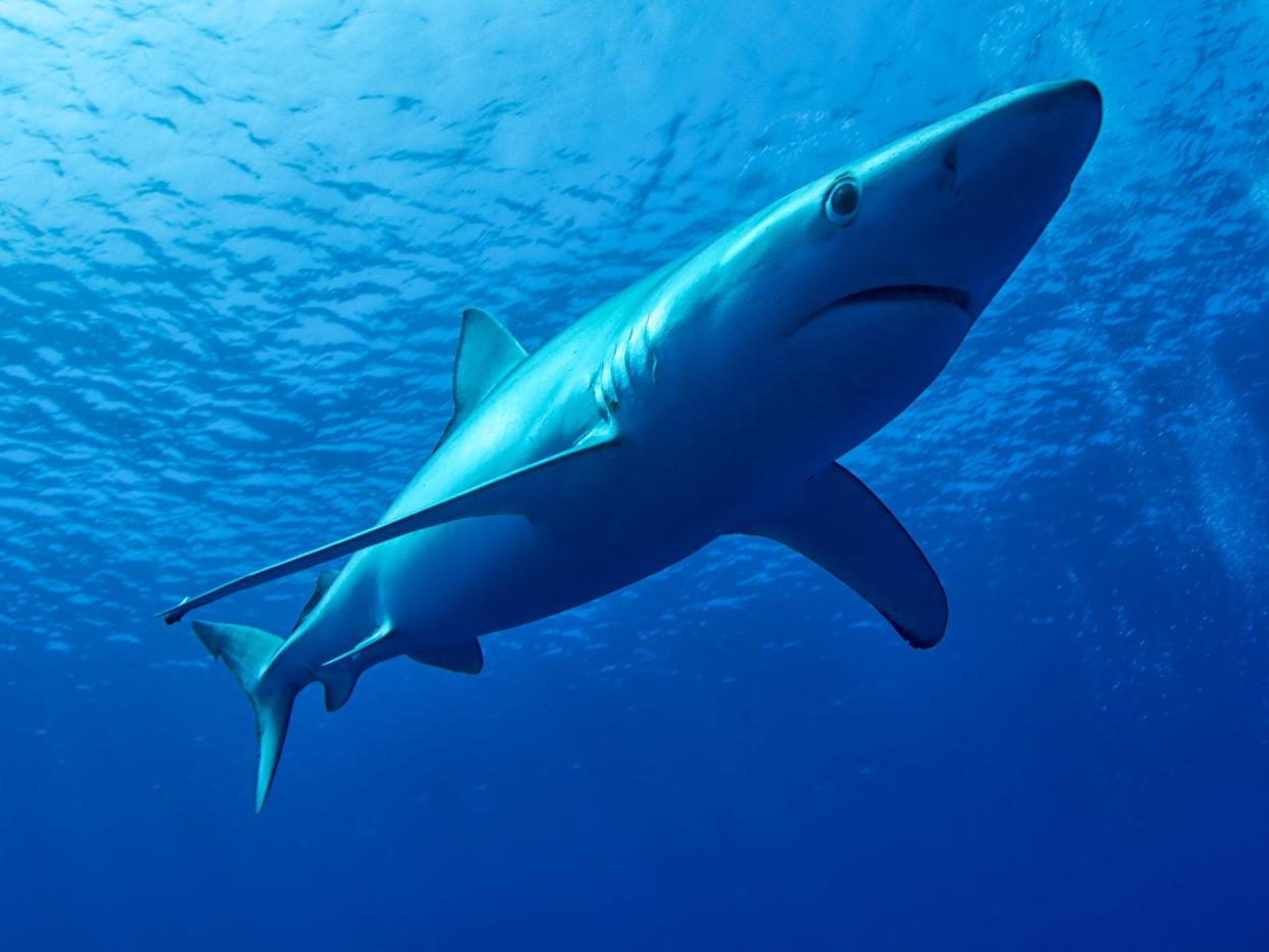 Blue sharks are regularly seen in waters of the UK during summer months as they follow their food: Getty