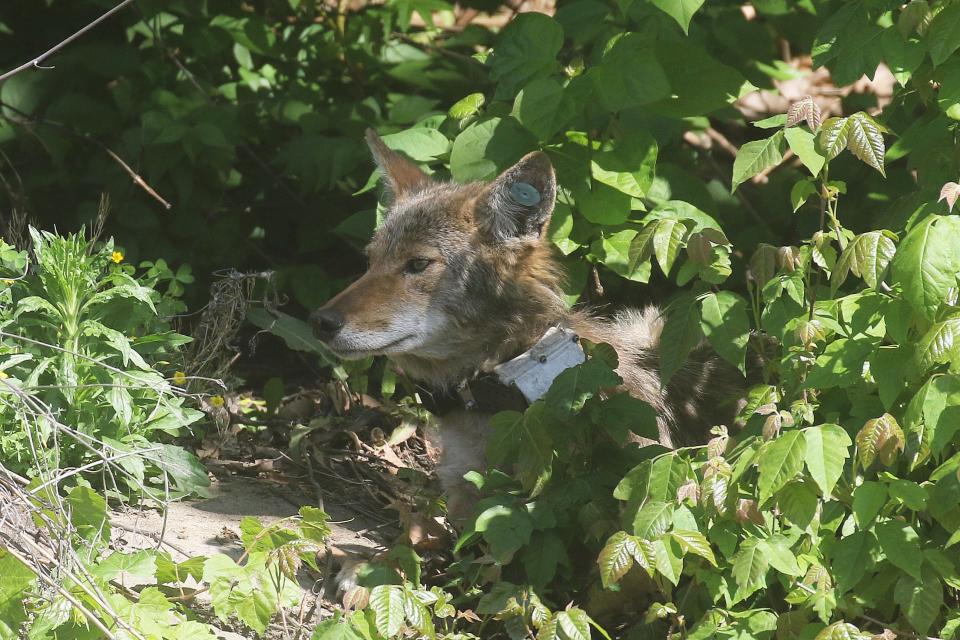 A female coyote wears a tracking collar after its release.