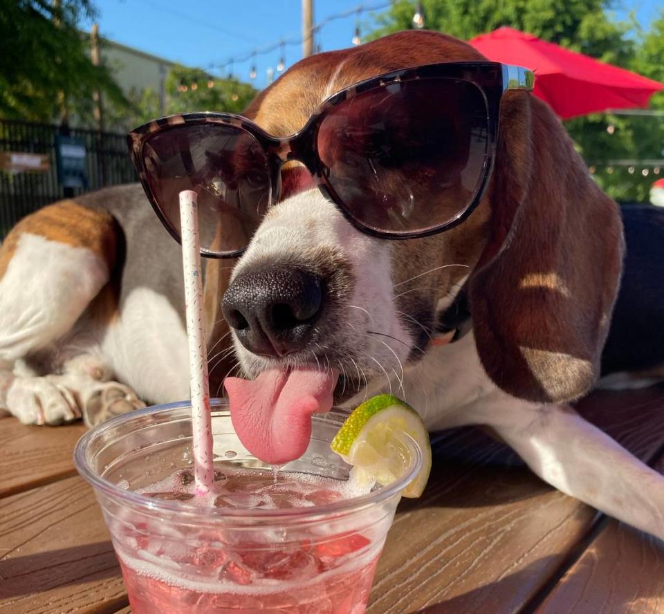 Snoopy enjoys the vacation life at Lucky Dog Bark & Brew.