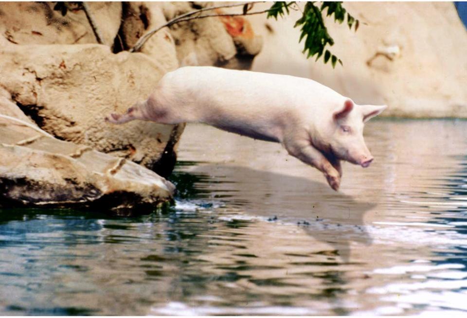 Ralph, the swimming pig, take a dive at Aquarena Springs in San Marcos.