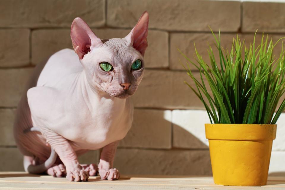 15 best hypoallergenic cats sphynx cat