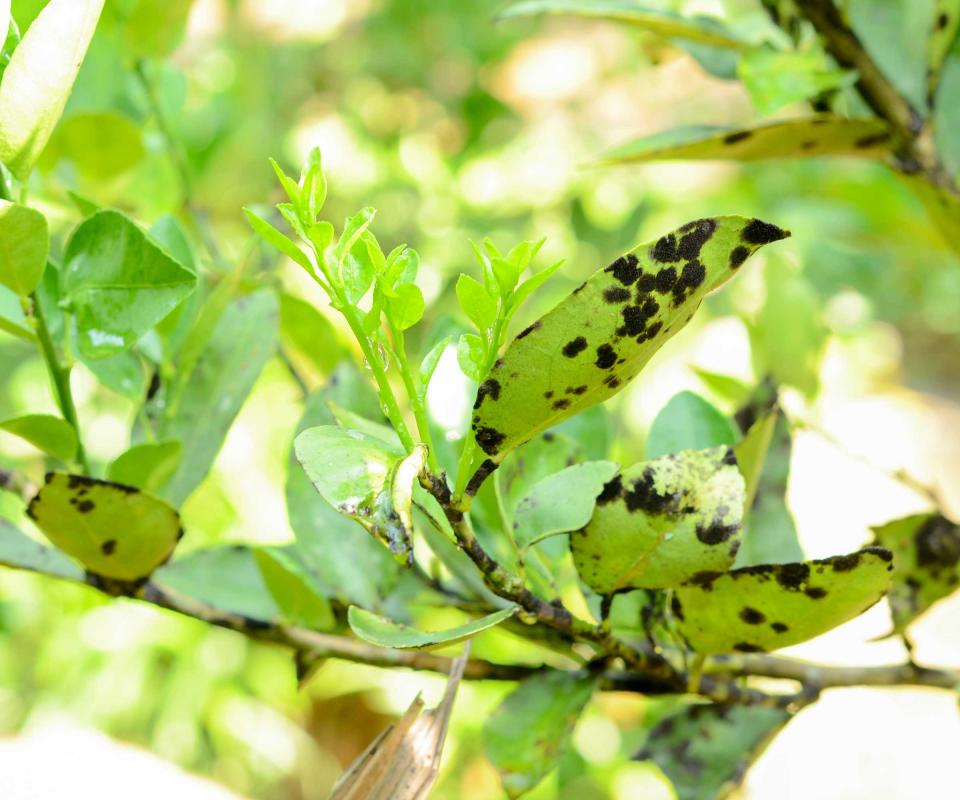 sooty mold on lemon tree leaves