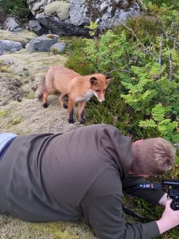 ▲攝影師伯克蘭與友人到野外外拍時，一隻野生狐狸好奇地靠近觀察。（圖／IG帳號jens.birkeland）