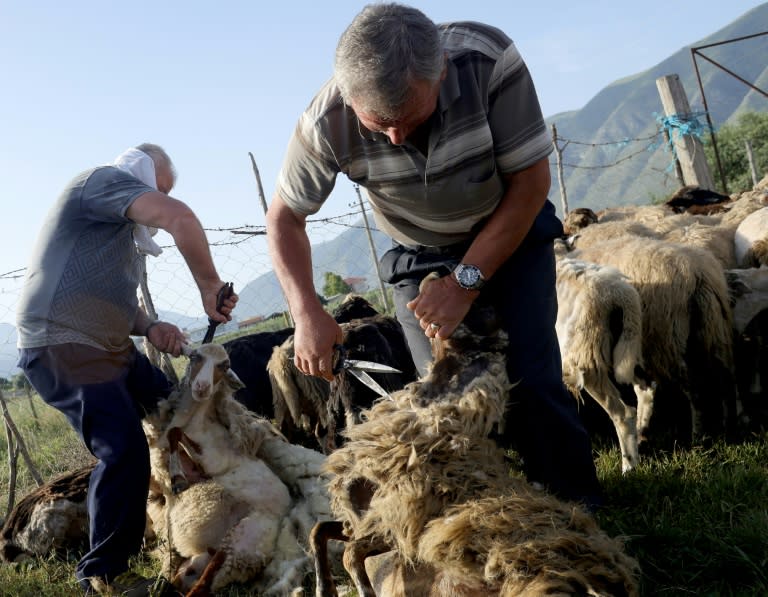 Albanian shepherds still hand-shear their sheep (ADNAN BECI)