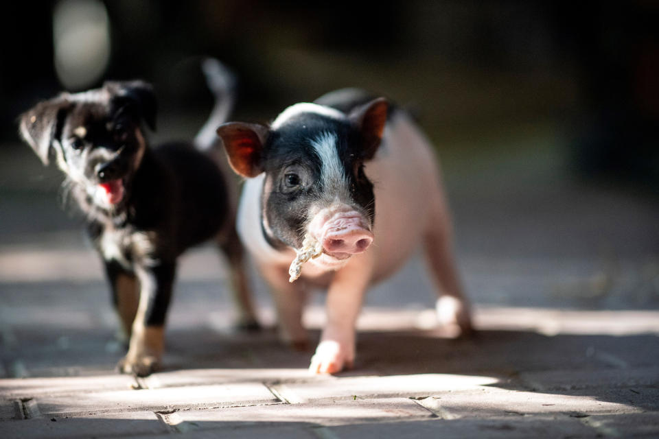 Die besten Tierfotos der Woche (01.09. bis 07.09.2018)