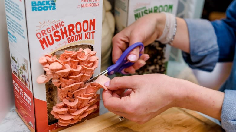 hands trimming pink oyster mushrooms with scissors