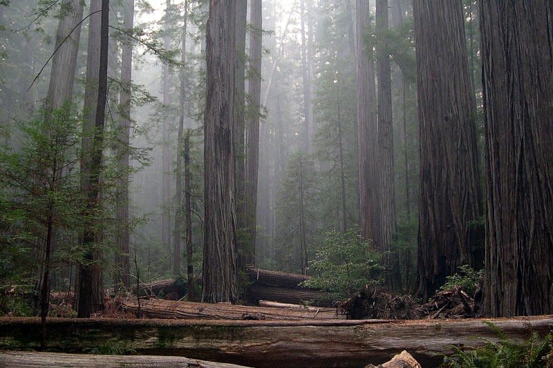 Redwood National and State Parks California 星際大戰拍攝地點