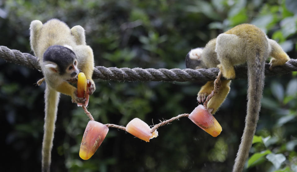 Die besten Tierfotos der Woche (22.06. bis 29.06.)