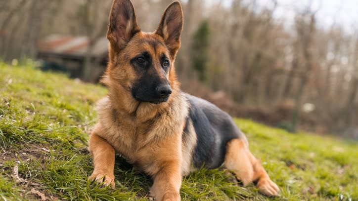 32 of the best outdoor dog breeds