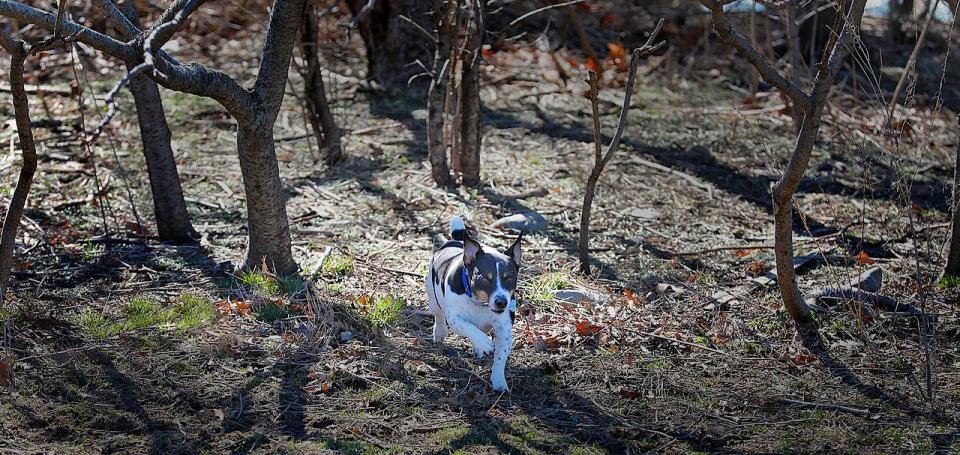 Alex, a Jack Russell from Braintree, runs through brush at Stodder's Neck in Hingham on Tuesday, March 22, 2022.