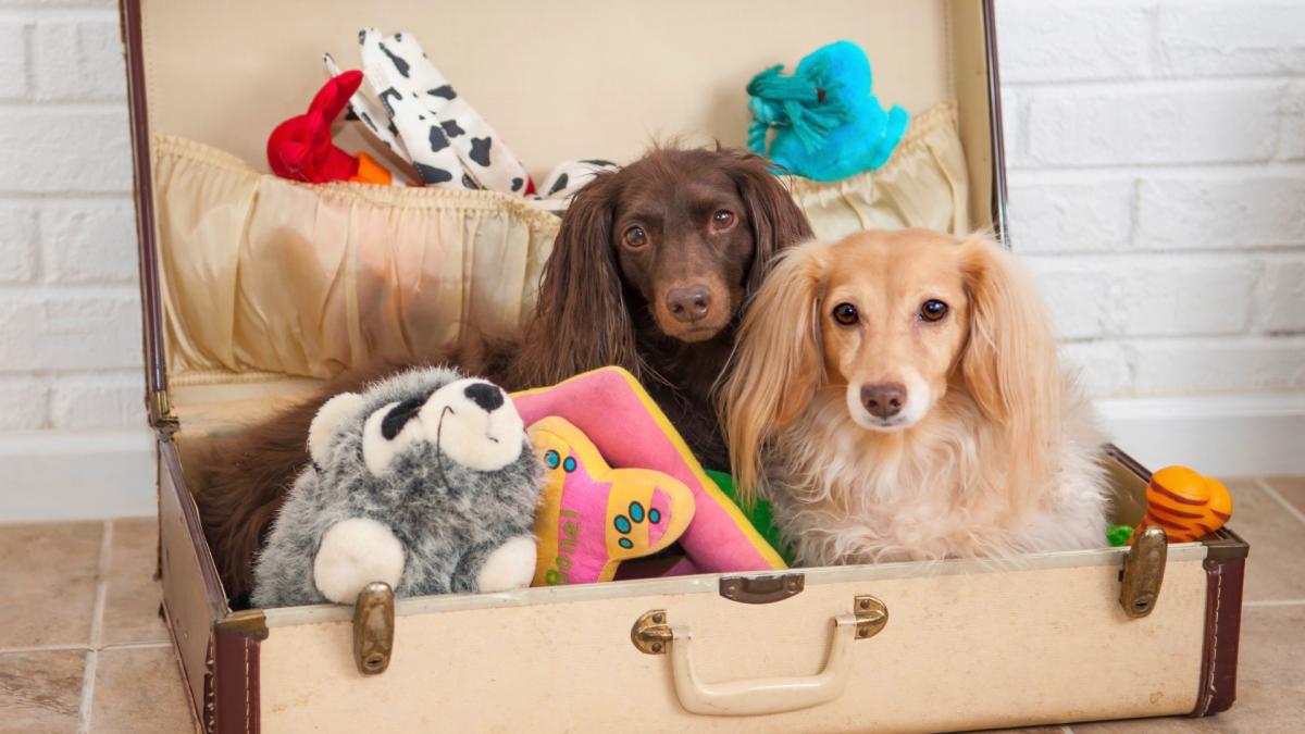 Dog Toy Storage Ideas - The Organization House