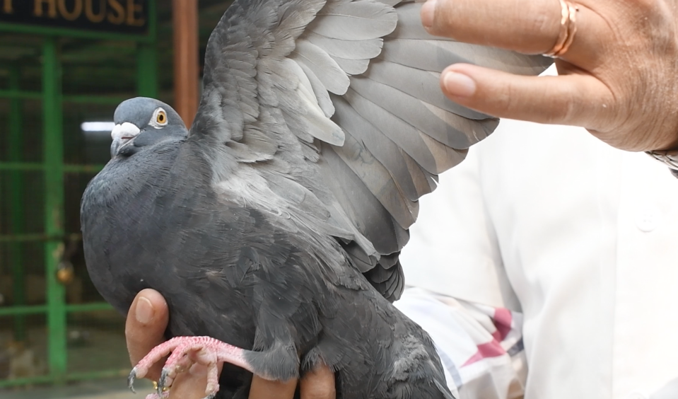 Die Taube wurde in Mumbai unter dem Verdacht festgenommen, ein Spionagevogel zu sein. - Copyright: Bombay Society for the Prevention of Cruelty to Animals