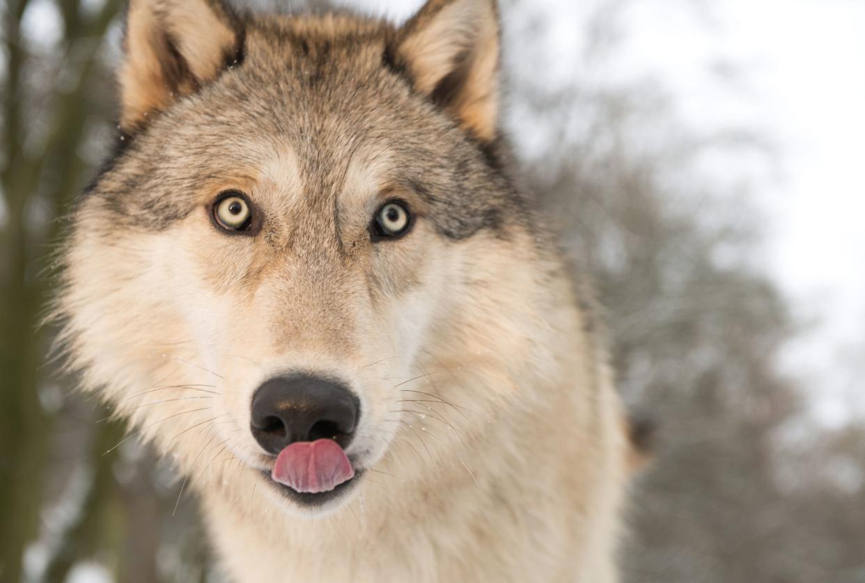 Norway has temporarily suspended wolf hunting (Rex)