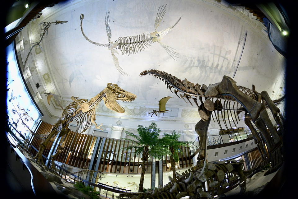 挑高三層樓搭配各式各樣大型恐龍化石，更顯氣勢！（Photo by Aexcoon, License: CC BY-SA 3.0, Wikimedia Commons提供）