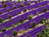 Leuchtend lila dekoriert der Lavendel die Landschaft. Foto: Atout France/Michel Angot