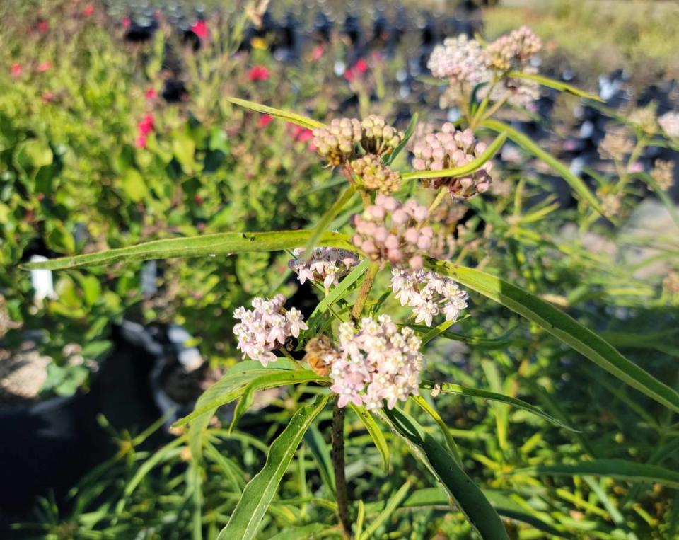 Native milkweed is the only host plant that can feed monarch butterfly caterpillars during their life cycle.