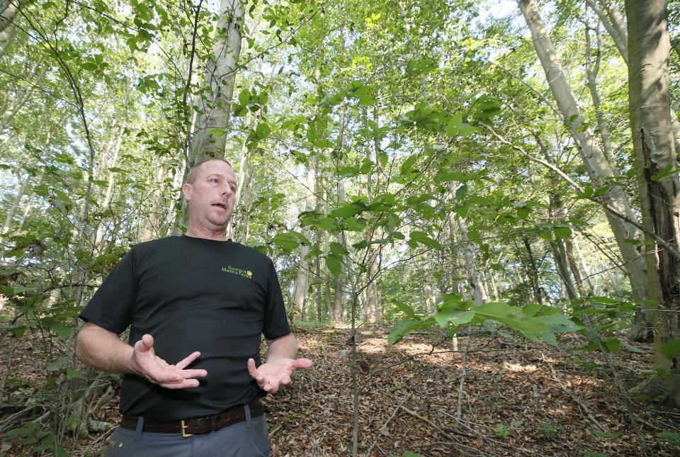 Rob Curtis, Summit Metro Parks supervisor of ecological resources, talks about the beeches infected with beech leaf disease on the Indian Spring Trail in Munroe Falls Metro Park.