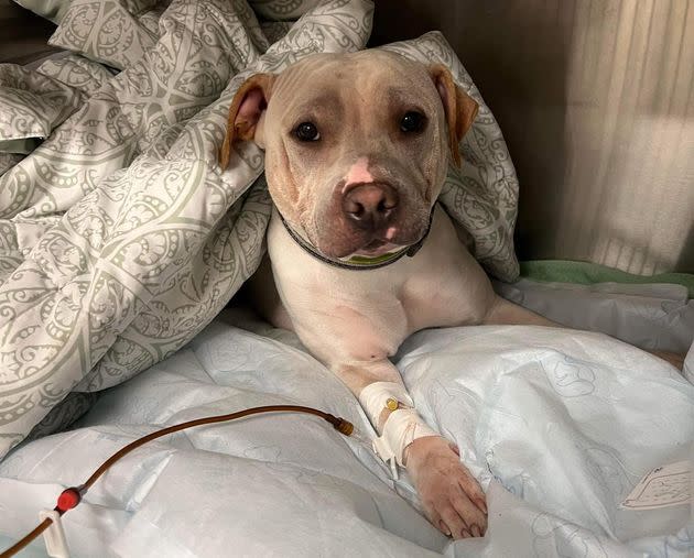 Little Man, one of the dogs from Stray Paws Rescue, safe at a local veterinarian's office. (Photo: Stray Paws Rescue)