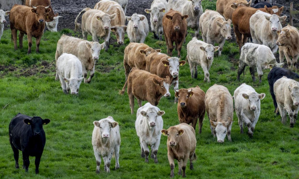 <span>A herd of cows in Wehrheim, near Frankfurt. Agriculture is one of several key sectors identified in the report that receive the subsidies. </span><span>Photograph: Michael Probst/AP</span>