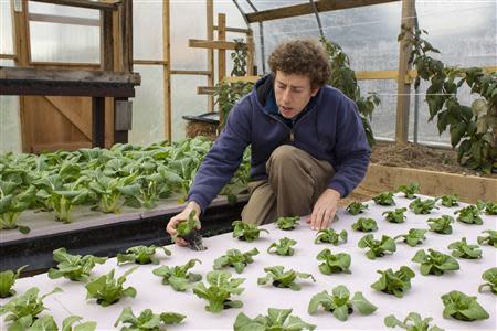 Chester County Food Bank agricultural director Bill Shick examines young lettuce plants growing in a hydroponic bed in a greenhouse, where the program grows seedlings, in suburban Philadelphia, Pennsylvania November 21, 2013. REUTERS/Tom Mihalek