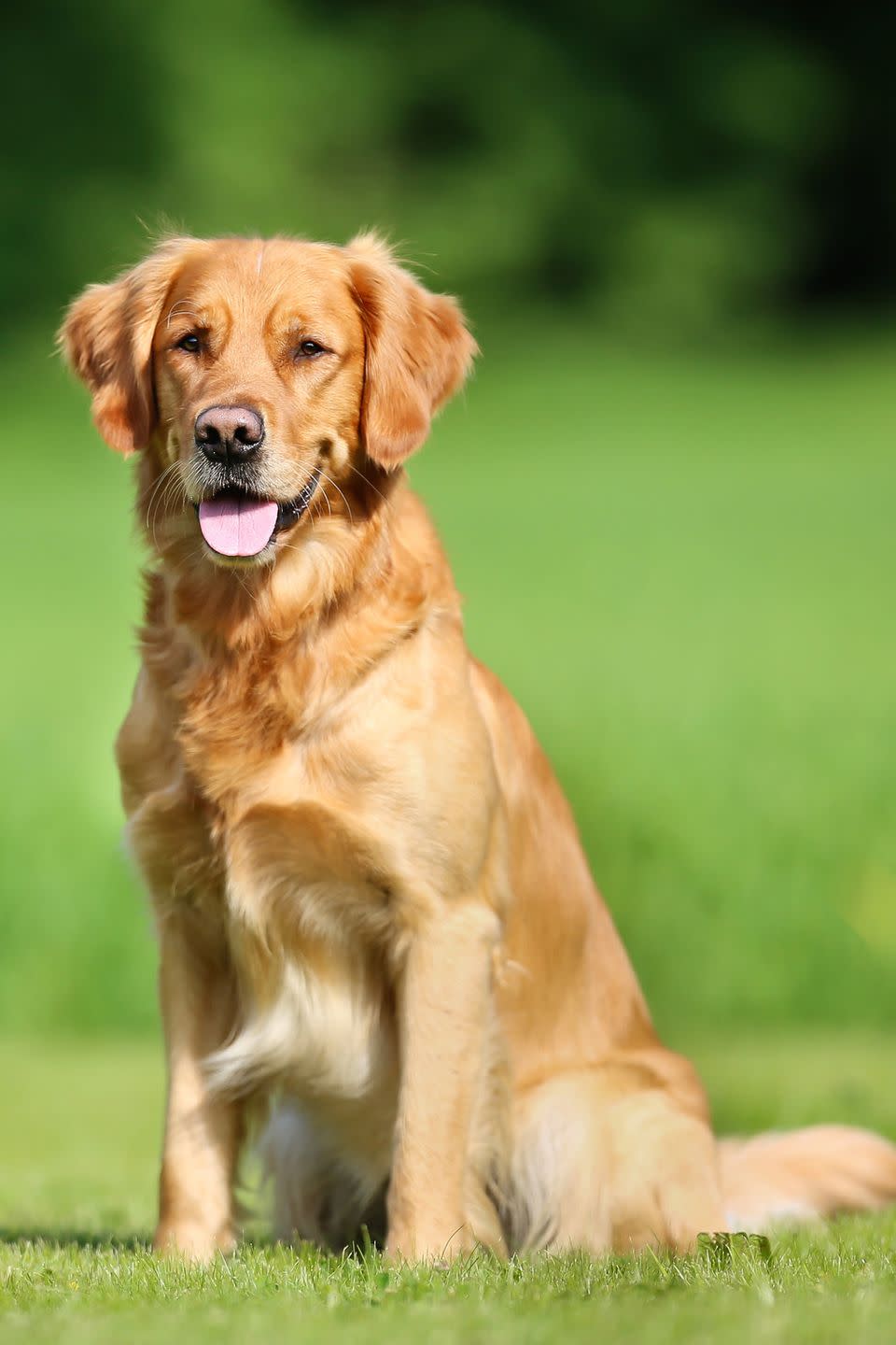 3) Golden Retriever