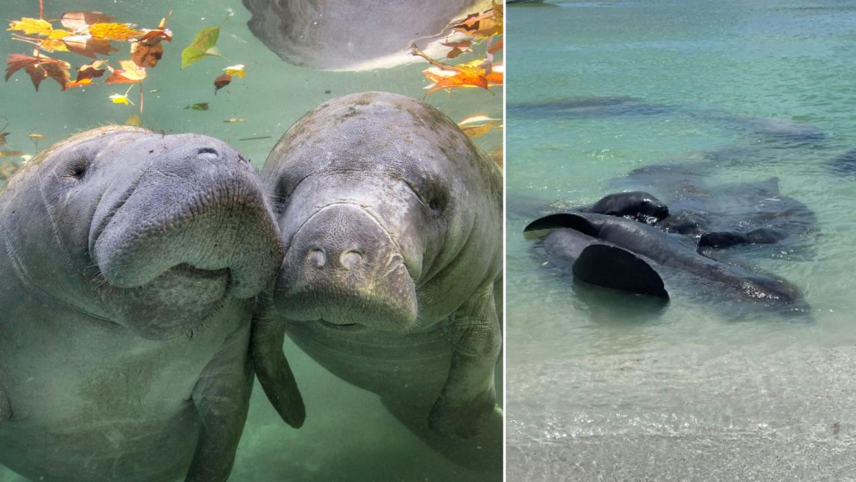 Two manatees nuzzle at the surface with fall leaves and a photo of a group of manatees huddled together on a shallow shore.