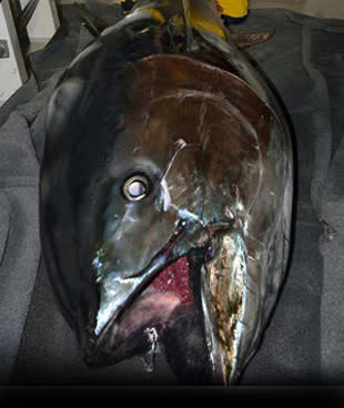 <p>Monster bluefin tuna could be radioactive</p>