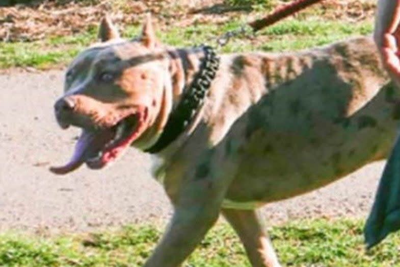 <p>A dog was pictured just before the attack </p> (Met Police )