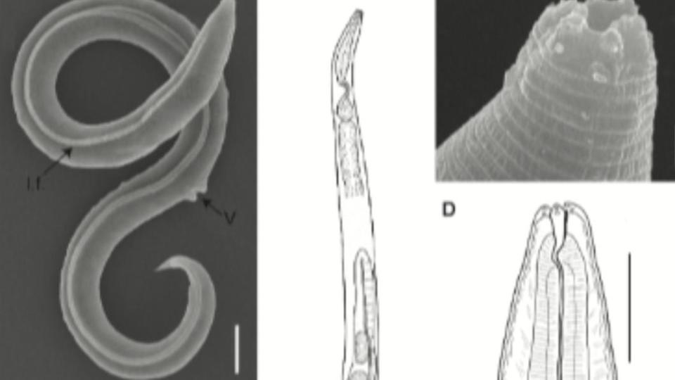 4.6萬年線蟲從「隱生狀態」甦醒。（圖／翻攝自PLoS Genetics網站）