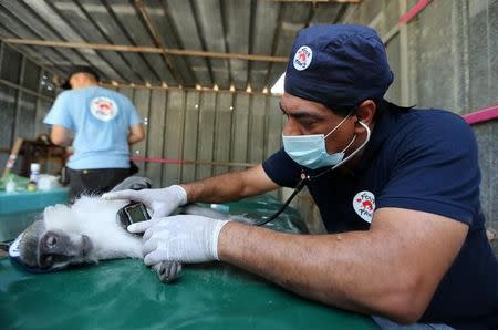 Veterinarian Amir Khalil from FOUR PAWS International checks a monkey at a zoo in Khan Younis in the southern Gaza Strip June 10, 2016. REUTERS/Ibraheem Abu Mustafa/Files