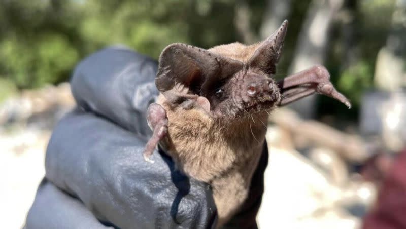 Two bats found this week in Salt Lake County have tested positive for rabies. The Salt Lake County Health Department is urging anyone who made contact with a bat this week to call the department about being tested for rabies.