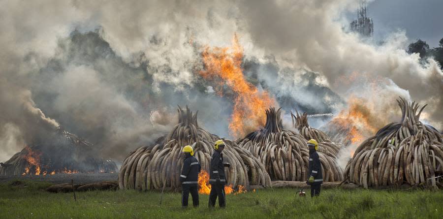 Kenya Burns $150 Million Worth of Ivory to Protest Illegal Elephant Poaching 