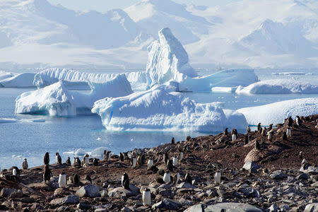 Penguins are seen on Curverville Island, Antarctica, February 15, 2018. REUTERS/Alexandre Meneghini