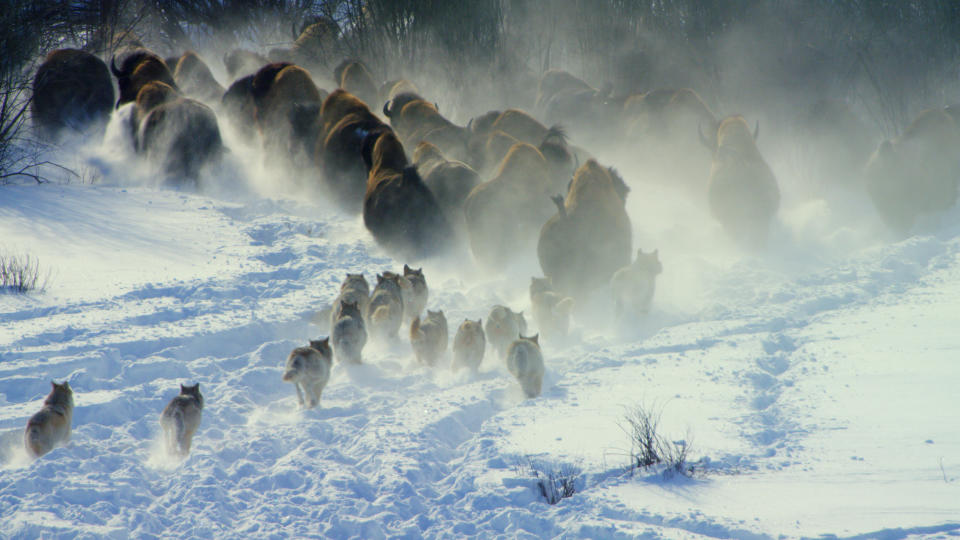 . - Credit: National Geographic