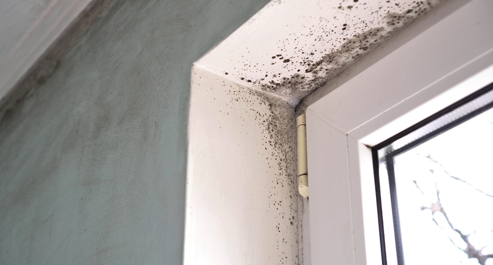 Mould around a window sill. 