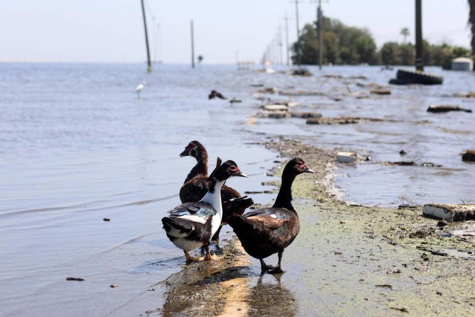 Aves acuáticas se ven a lo largo de 6th Avenue, el martes 25 de abril de 2023, al sur de Corcoran, donde las inundaciones están recreando el antiguo lago Tulare.