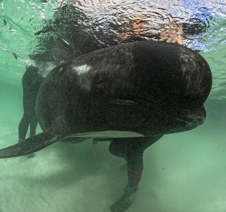 In this photo provided by the Department of Biodiversity, Conservation and Attractions, a rescuer tends to a long-finned pilot whale, Wednesday, July 26, 2023, after nearly 100 whales beached themselves at Cheynes Beach east of Albany, Australia. Volunteers worked frantically on a second day to save dozens of pilot whales that have stranded themselves but more than 50 have already died. (DBCA via AP)