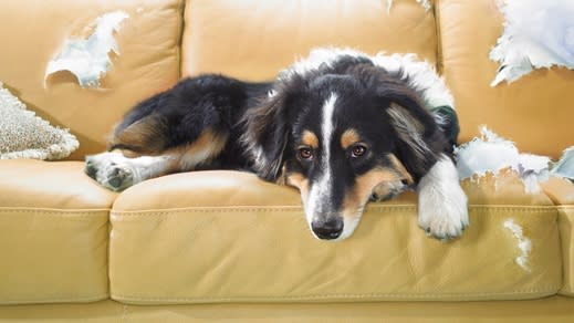  32 common dog behavior problems and solutions. 