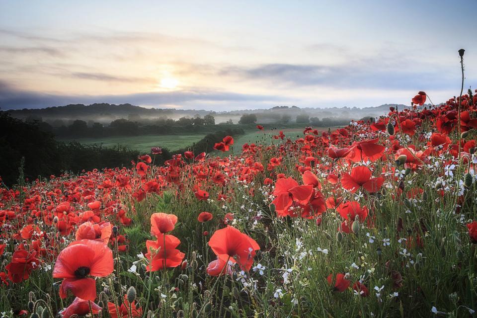 Sky, Natural landscape, Poppy, Flower, Petal, Plant community, Red, Ecoregion, Wildflower, Coquelicot, 