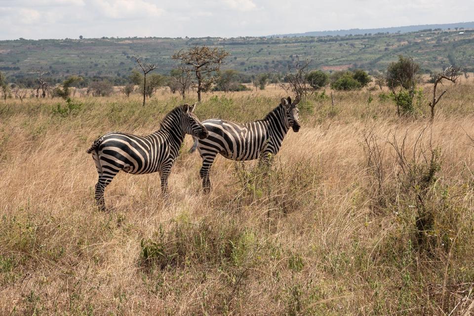 Zebras at Akagera National Park in Rwanda (Radhika Aligh)