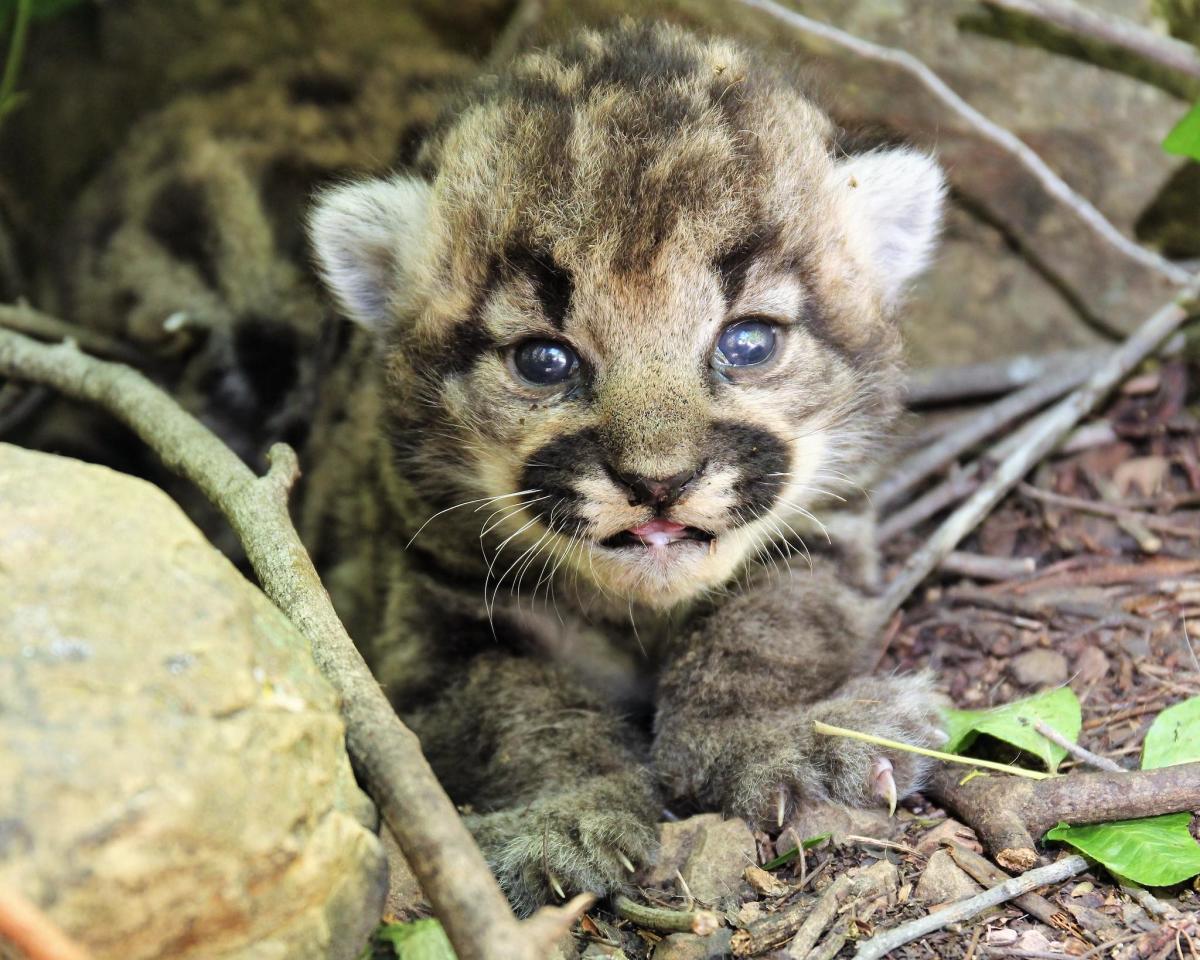 Mountain lion gives birth to all-female litter of kittens in wilderness